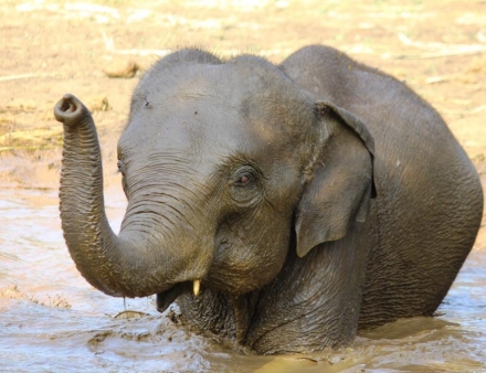 Elephants turn to crowdfunding, for a better life