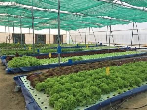 Red Otter Farms