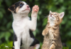 This Gurugram-based Startup is Revolutionising Pet Care