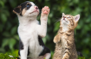 This Gurugram-based Startup is Revolutionising Pet Care