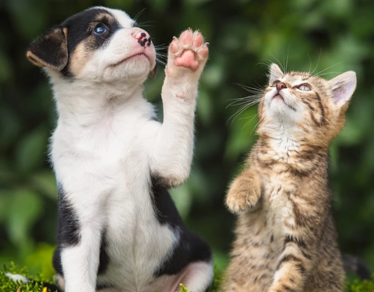 This Gurugram-based Startup is Revolutionising Pet Care