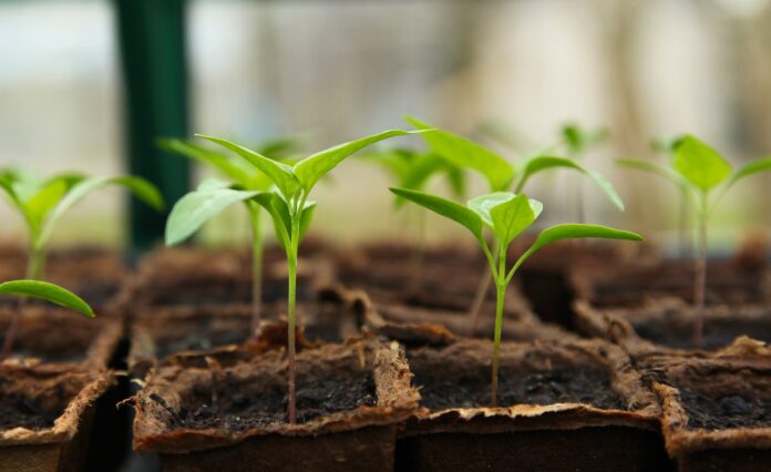 Grow bags gardening for beginners