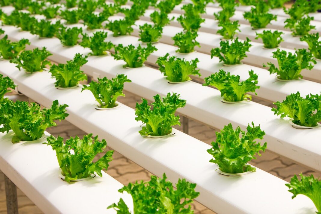 Hydroponics - A Game-Changer in the Agriculture Industry