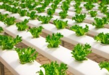 The Future of Food: The Role of Hydroponics in Meeting Global Demand Hydroponics - A Game-Changer in the Agriculture Industry