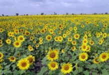 Agritech Startups in India: Innovating for a Sustainable Future Navigating the Agritech Landscape in India - Insights for Entrepreneurs