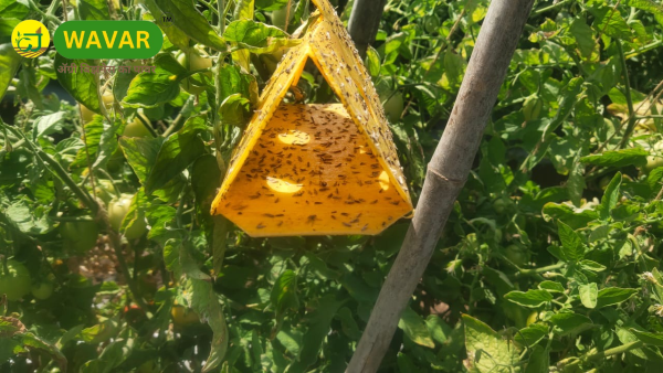 Tomato Cabbage Delta Trap