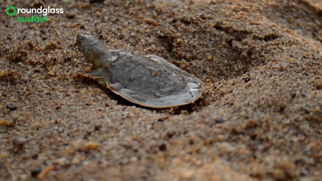 Kerala’s Cantor’s Giant Softshell Turtle Stars in Award-Winning Documentary A film on the incredibly rare and endangered Cantor’s giant softshell turtle found in Kerala wins Best Documentary – Jury Award at the prestigious 15th Dada Saheb Phalke Film Festival 2025