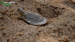 A film on the incredibly rare and endangered Cantor’s giant softshell turtle found in Kerala wins Best Documentary – Jury Award at the prestigious 15th Dada Saheb Phalke Film Festival 2025