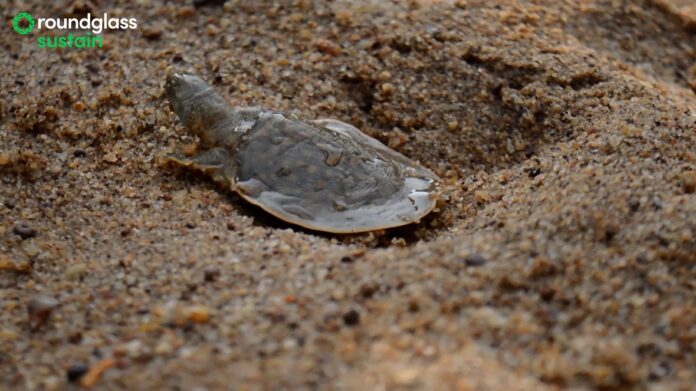 A film on the incredibly rare and endangered Cantor’s giant softshell turtle found in Kerala wins Best Documentary – Jury Award at the prestigious 15th Dada Saheb Phalke Film Festival 2025