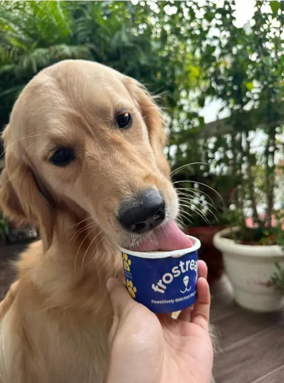 Frostreats Ice Cream