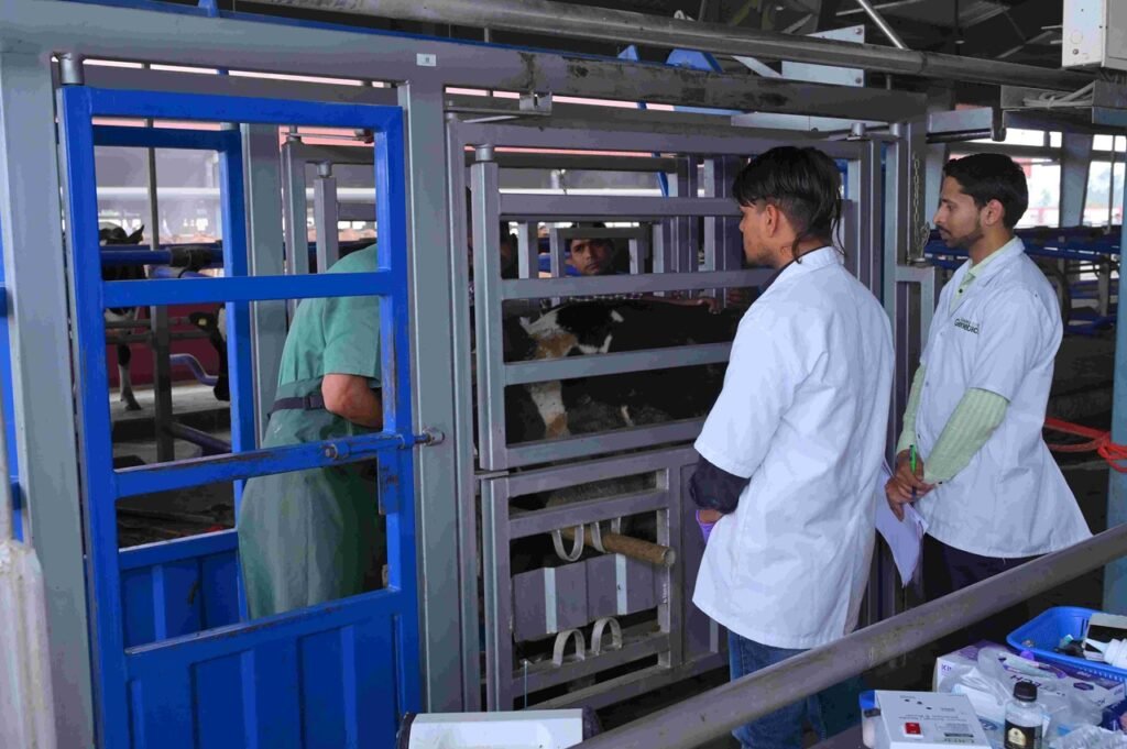 Embryo Transfer at Leads Genetics