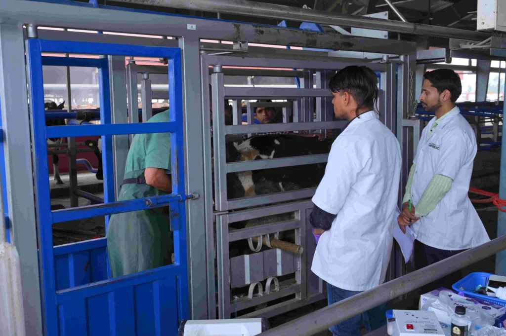 Embryo Transfer at Leads Genetics